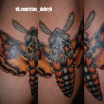 Бабочка с черепом на спине
