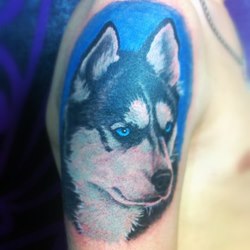 Собака с голубыми глазами на голубом фоне