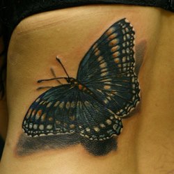 cover бабочка