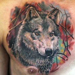 Волк на цветном фоне