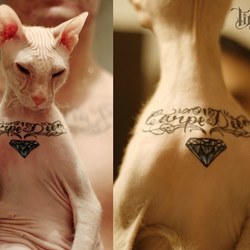 Татуировка на животном
