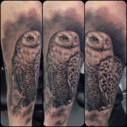 Сова/Owl