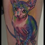 Цветная кошка сфинкс